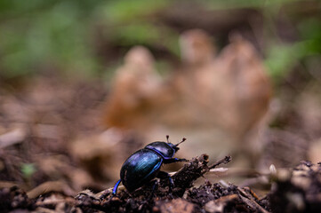stag beetle on a tree