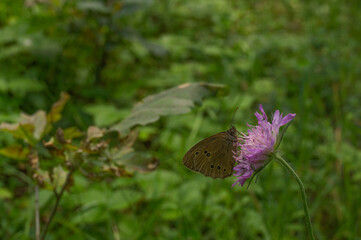 butterfly on a flower 