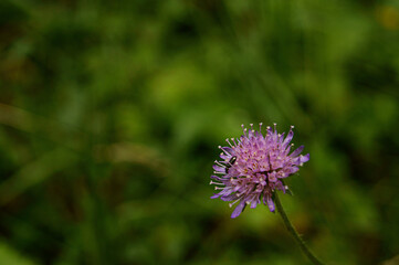 butterfly on a flower 
