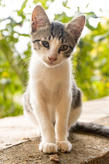 portrait of a kitten blind in one eye looking at camera
