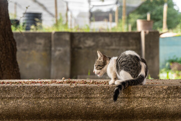 kitten eating in a farm isolated. small cat