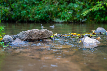 water from a mill that runs off
