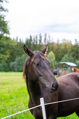 Naklejka premium horses in their pasture eating
