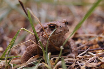 frog in the grass