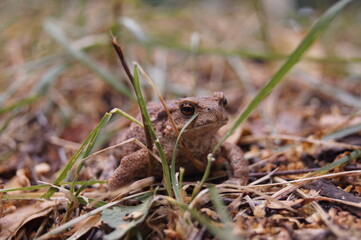frog in the grass
