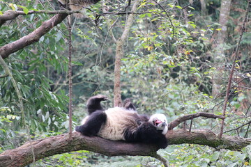fluffy panda sleeping on the tree