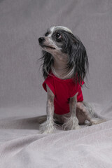 Portrait of a beautiful purebred Chinese Crested dog in a home studio.