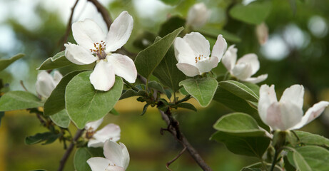 White beautiful flowers of a growing quince