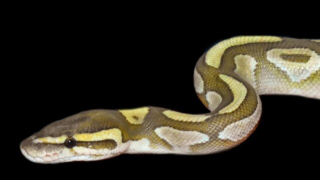 Ball Python