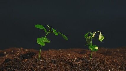 Fototapeta premium Vertical video. Plant cultivation. Nature fragility. Green seedlings with lush and fading leaves growing in fertile soil on dark background.