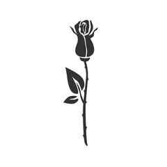 Rose isolated on white. PNG.