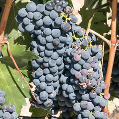 Grapes on vine. Grape variety of Tempranillo. Ribera del Duero. Castile and Leon