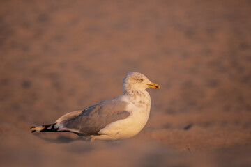 seagul