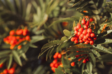 Autumn rowan berries on branch. Rowan berries sour but rich vitamin C. Red berries and leaves on branch close up. Blurred background. Selective focus.