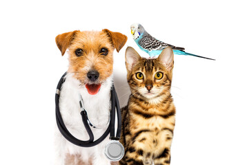 dog and cat doctor veterinarian and stethoscope - 531497066
