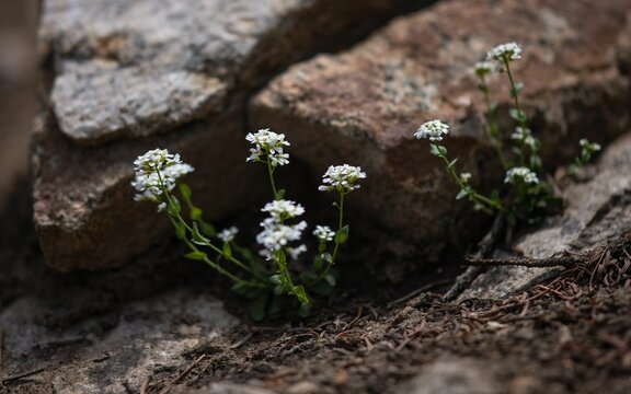 Closeup of little pennycress (Thlaspi) grown near big stones