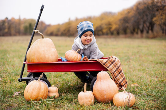 Autumn harvest organic pumpkins and apples. Happy boy on pumpkin patch on cold autumn day, with lot of pumpkins for halloween or thanksgiving Children on pumpkin field.