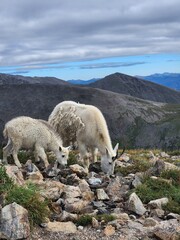 Fototapeta premium View of mountain goats from Quandary Peak, White River National Forest, Colorado