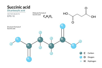 Succinic Acid. Food Additive E363. Structural Chemical Formula and Molecule 3d Model. C4H6O4. Atoms with Color Coding. Vector Illustration