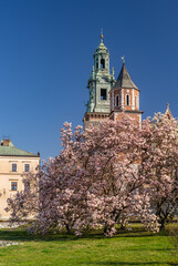 Wawel cathedral towers over blooming magnolia tree, sunny day, Krakow, Poland