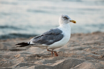 seagul