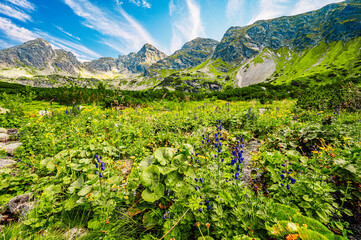 Tatra National Park in Poland. Tatra mountains panorama, Poland colorful flowers and cottages in Gasienicowa valley (Hala Gasienicowa), Zielony Staw Gąsienicowy