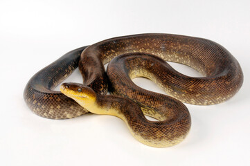 Freckled python, Macklot's python // Timor-Wasserpython, Macklots Python (Liasis mackloti)