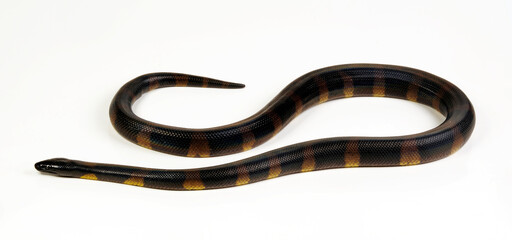 Naklejka premium Bismarck ringed python // Bismarck-Ringpython (Bothrochilus boa)