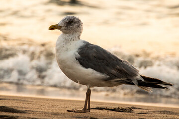 seagul