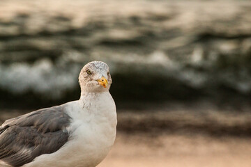 seagul