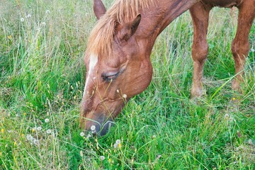 Naklejka na ściany i meble Brown horse on pasture during the summer in Stockholm Sweden. High quality photo