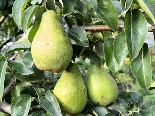 Pears on the tree. Three large juicy pears grow on a tree branch. Pear harvest. Growing eco pears on a fruit farm. Natural pear juice