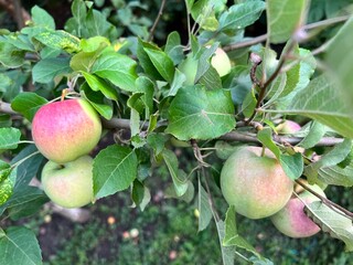 A red-green variety of apples on a branch of an apple tree at an apple farm. Picturesque apples grew on a tree. Apple fruits have ripened on the apple tree. Harvesting apples for further sale