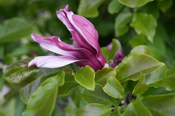 pink and purple flower