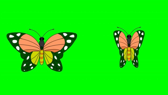 Butterfly opens and closes wings, stands on object. Flower plant pollen above. Black, yellow, orange flaps loop animation. Top aerial. Slow fluttering butter fly. Transparency, Green screen back.