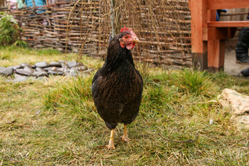 free range chicken in the farm