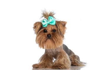 beautiful yorkshire terrier dog with bow standing on white background
