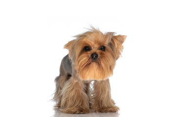 lovely small yorkshire terrier puppy standing in front of white background