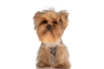 beautiful little yorkie dog standing in front of white background in studio