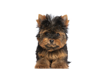 cute little yorkshire terrier puppy sitting on white background