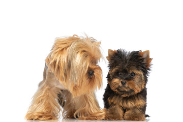 adorable little yorkshire terrier puppies looking at eachother
