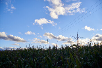 Obraz premium Blue sky, clouds and a field of corn
