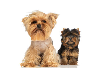 couple of two little yorkshire terrier dog sitting on white background