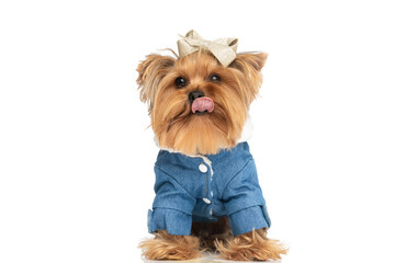 sweet small yorkshire terrier puppy with clothes sticking out tongue