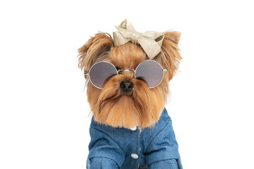 cool yorkshire terrier dog with glasses and bow wearing fashion clothes