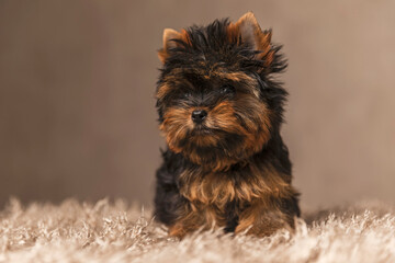 Naklejka premium adorable little yorkie dog on brown background looking away