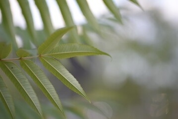 Green holly branches of sumac virginiana, green branches close-up of Acetic tree against the blue sky, background texture of leaves symmetrical, silhouette