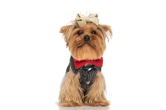 picture of beautiful little yorkie pup wearing red bowtie and bow