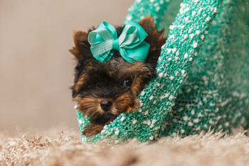 sweet baby yorkie puppy with bow laying down on carpet in a pouch