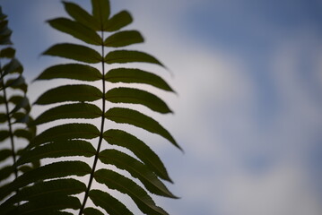 Green holly branches of sumac virginiana, green branches close-up of Acetic tree against the blue sky, background texture of leaves symmetrical, silhouette